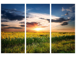 3-piece-canvas-print-a-field-of-sunflowers