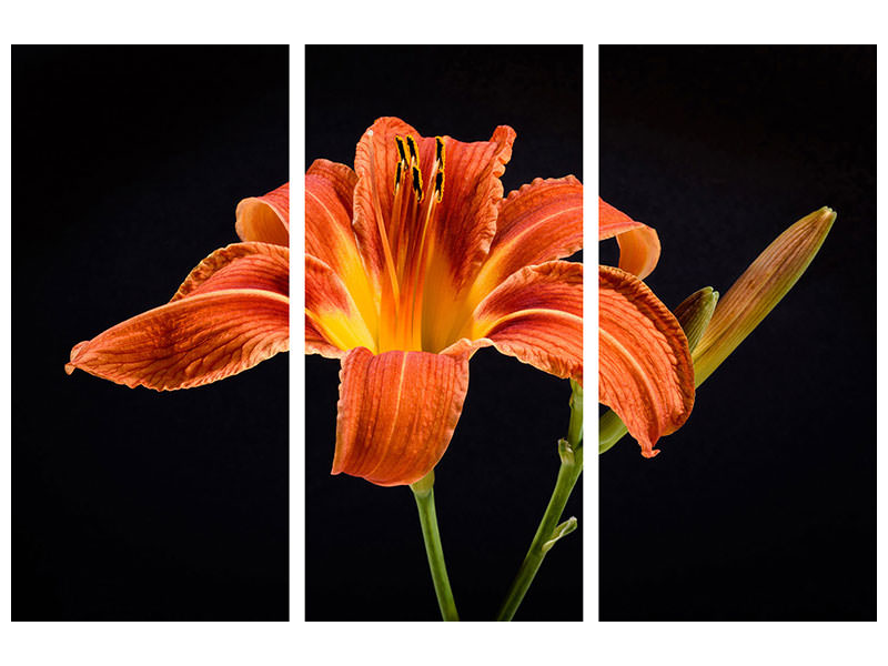 3-piece-canvas-print-a-lily-flower-in-orange