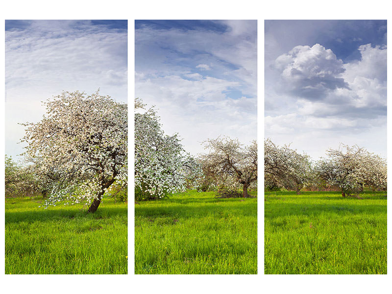 3-piece-canvas-print-apple-tree-garden