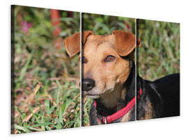 3-piece-canvas-print-attentive-dog