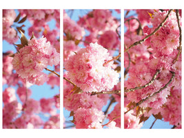 3-piece-canvas-print-beautiful-cherry-blossoms