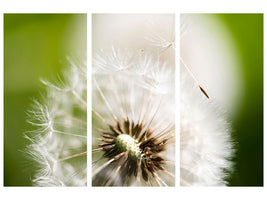 3-piece-canvas-print-blowball-dandelion