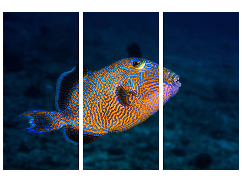 3-piece-canvas-print-blue-triggerfish