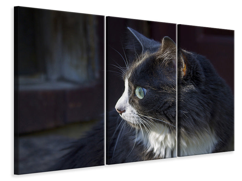 3-piece-canvas-print-cat39s-head-xl