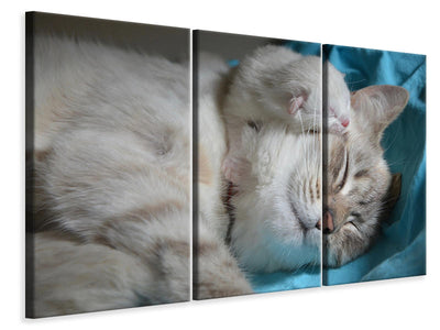 3-piece-canvas-print-cats-mom-with-baby