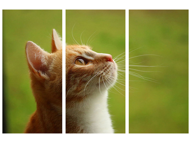 3-piece-canvas-print-cats-nose