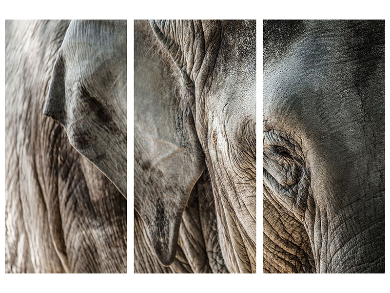 3-piece-canvas-print-close-up-elephant