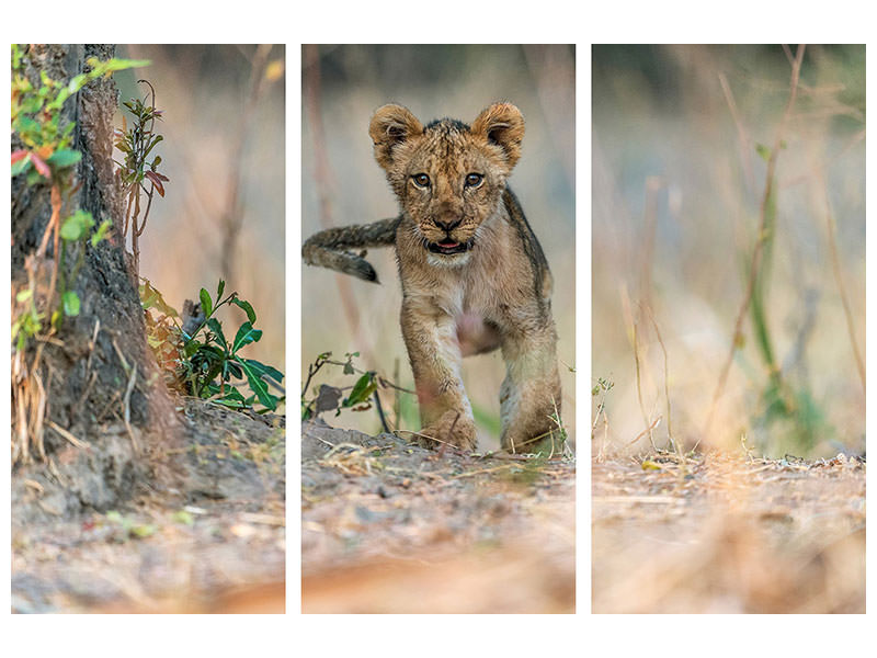 3-piece-canvas-print-cub-south-luangwa