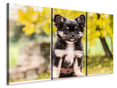 3-piece-canvas-print-cute-chihuahua-puppy