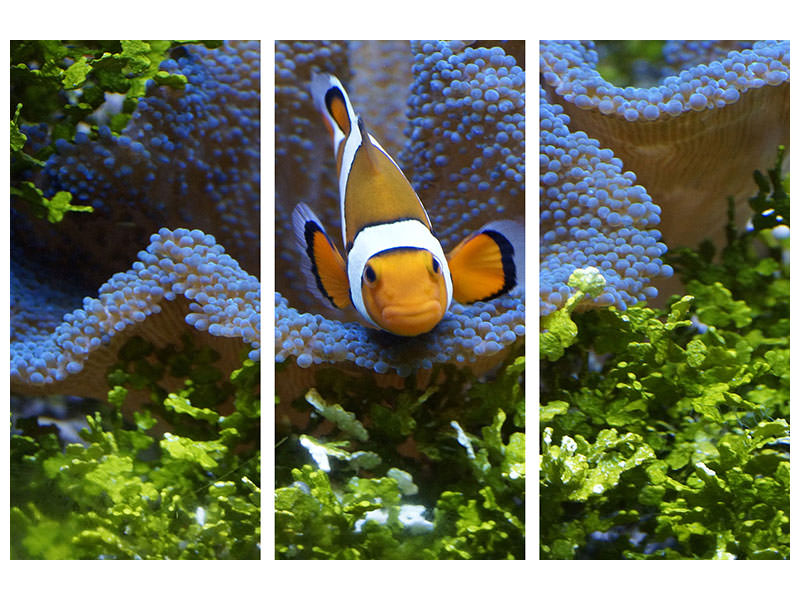 3-piece-canvas-print-cute-clownfish