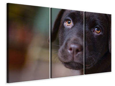 3-piece-canvas-print-cute-labrador-puppy