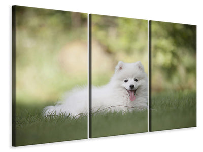 3-piece-canvas-print-cute-spitz-puppy