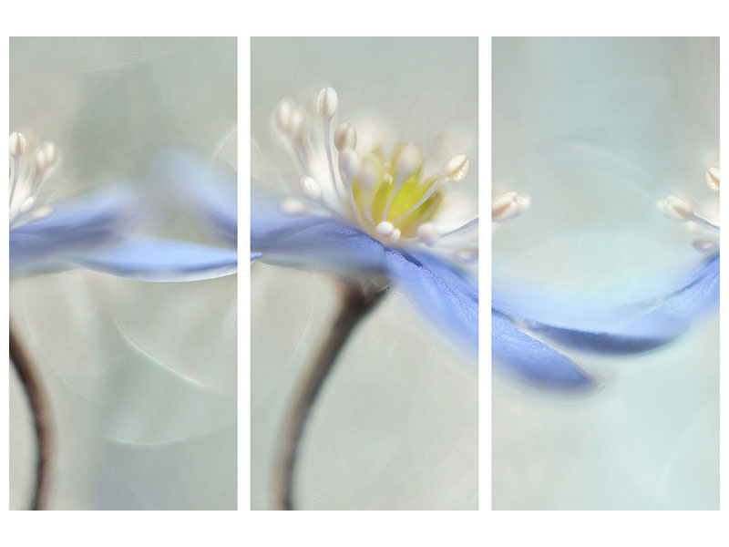 3-piece-canvas-print-dancing-anemones