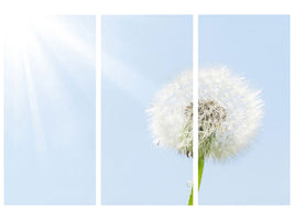 3-piece-canvas-print-dandelion-in-sunbeam