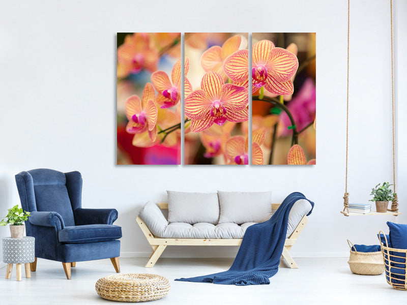 3-piece-canvas-print-exotic-orchids