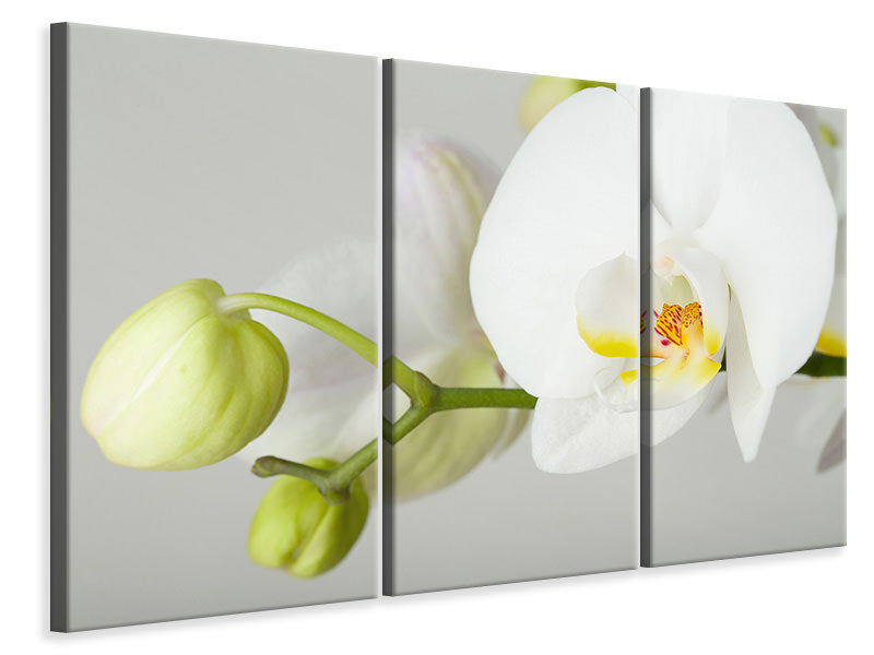 3-piece-canvas-print-giant-orchid