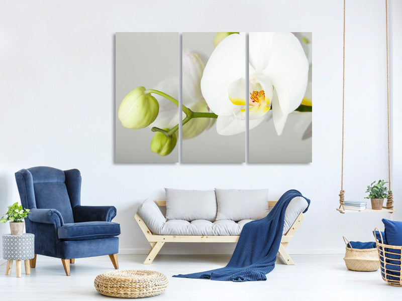 3-piece-canvas-print-giant-orchid