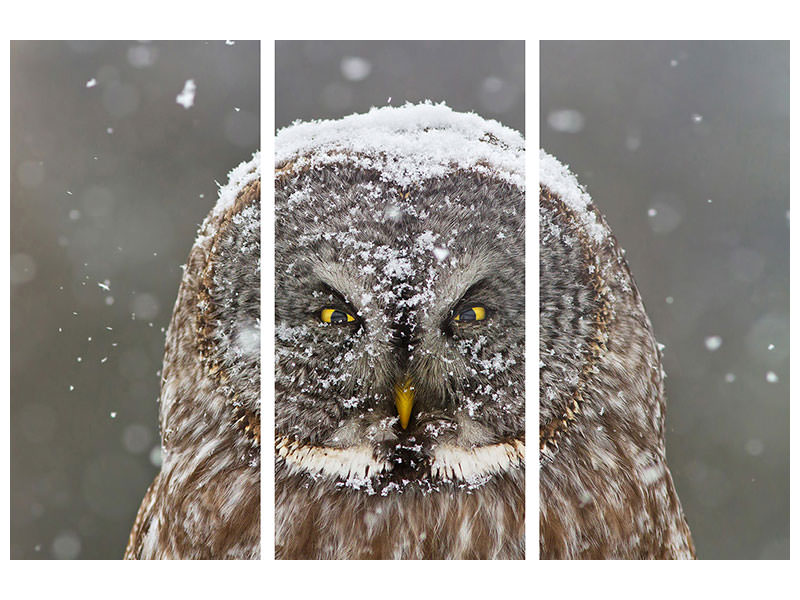 3-piece-canvas-print-great-grey-owl-winter-portrait