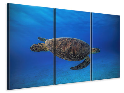 3-piece-canvas-print-green-turtle-in-the-blue