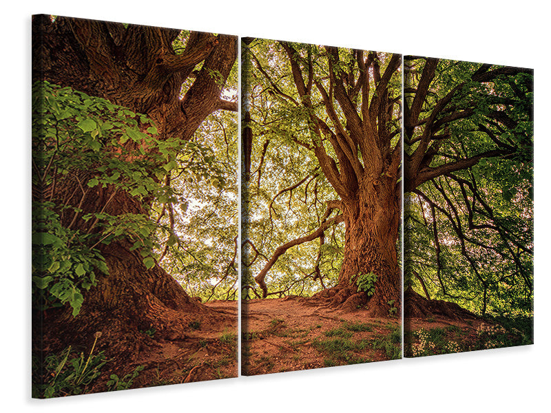 3-piece-canvas-print-in-the-dense-forest