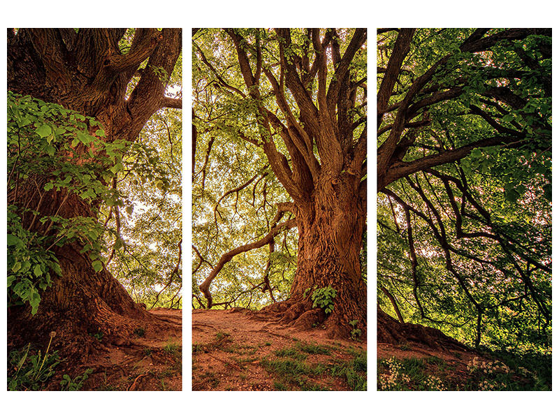 3-piece-canvas-print-in-the-dense-forest