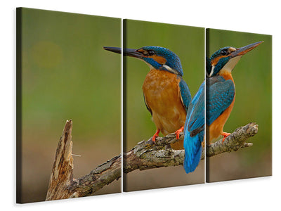 3-piece-canvas-print-kingfisher