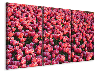 3-piece-canvas-print-lush-tulip-field