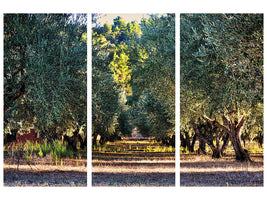 3-piece-canvas-print-magnificent-olive-trees