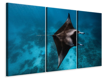 3-piece-canvas-print-manta-fly