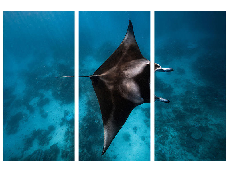 3-piece-canvas-print-manta-fly