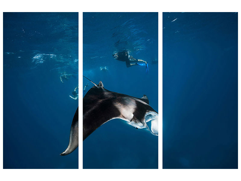 3-piece-canvas-print-manta-ray-ii