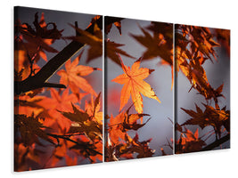 3-piece-canvas-print-maple-leaves-in-autumn