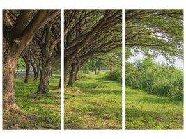 3-piece-canvas-print-mature-trees