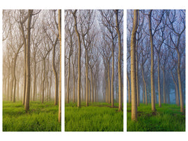 3-piece-canvas-print-morning-of-the-forest