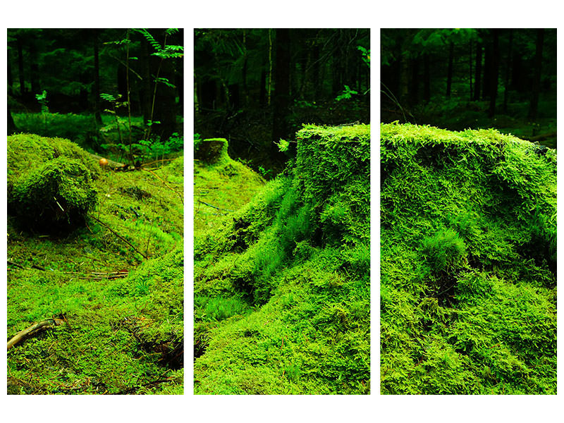 3-piece-canvas-print-moss-in-the-forest