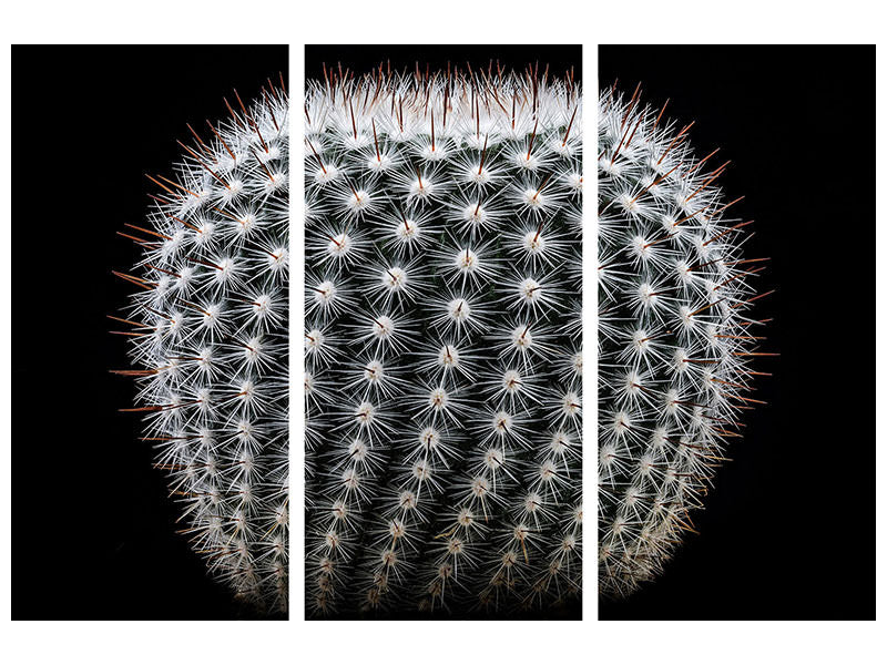 3-piece-canvas-print-notocactus-scopa-ii