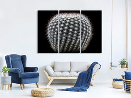 3-piece-canvas-print-notocactus-scopa-ii