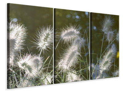 3-piece-canvas-print-ornamental-grasses-in-xl
