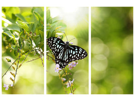3-piece-canvas-print-papilio-butterfly-xxl