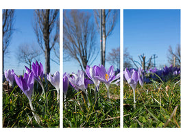 3-piece-canvas-print-purple-crocus-in-nature