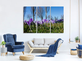 3-piece-canvas-print-purple-crocus-in-nature