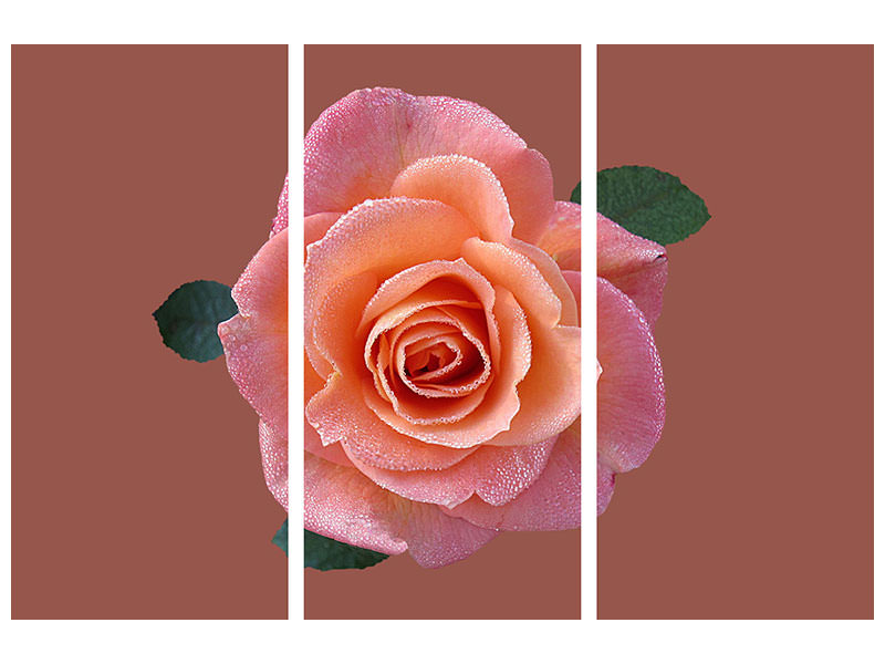 3-piece-canvas-print-rose-in-apricot-xxl