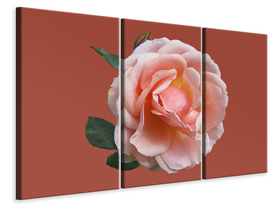 3-piece-canvas-print-rose-in-pink-xxl-ii