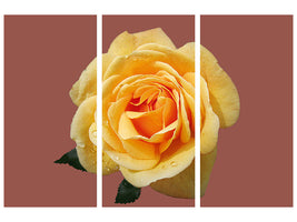 3-piece-canvas-print-rose-in-yellow-xxl