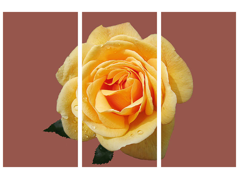 3-piece-canvas-print-rose-in-yellow-xxl