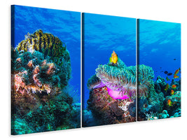 3-piece-canvas-print-sea-life