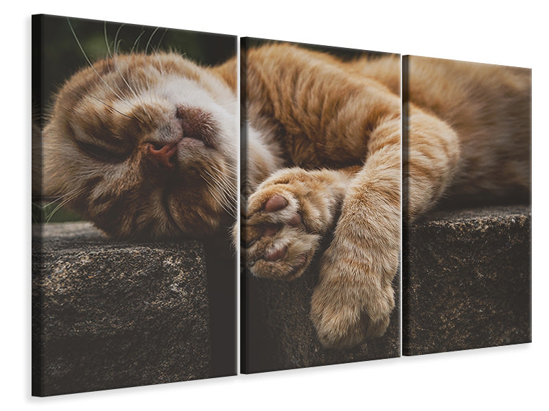 3-piece-canvas-print-sleeping-cat