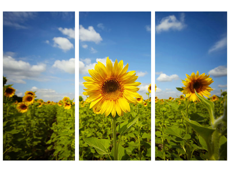 3-piece-canvas-print-summer-sunflowers