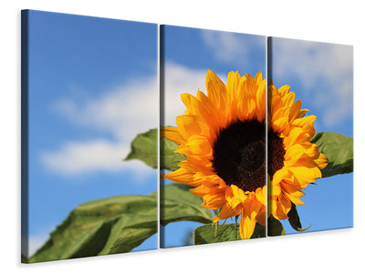 3-piece-canvas-print-sunflower-in-bloom