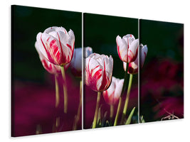 3-piece-canvas-print-the-beauty-of-the-tulips